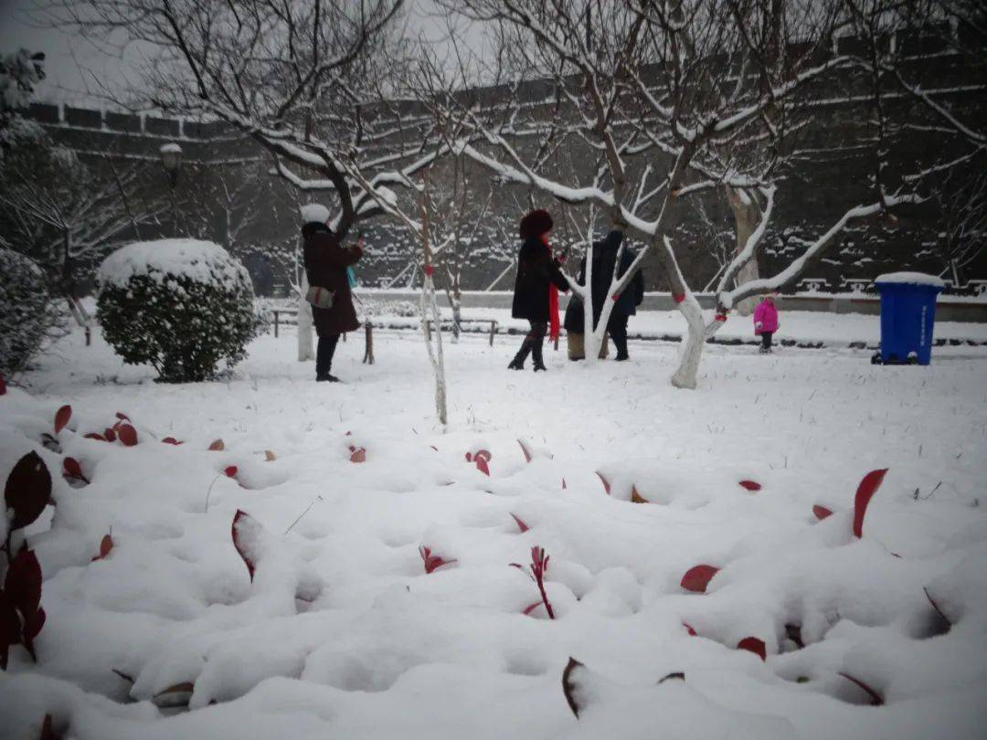 最新下大雪，自然盛宴背后的啟示