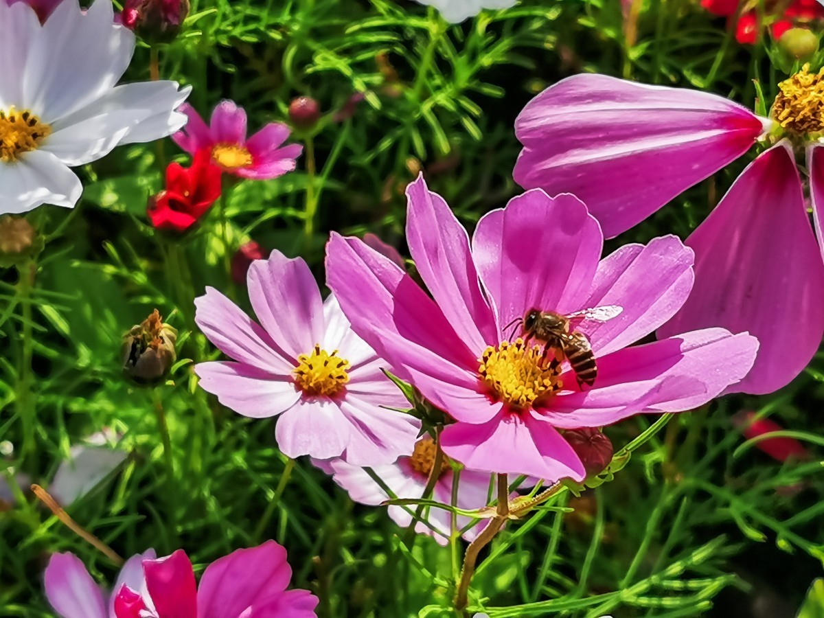 最新格桑花，小巷深處的神秘花園探秘