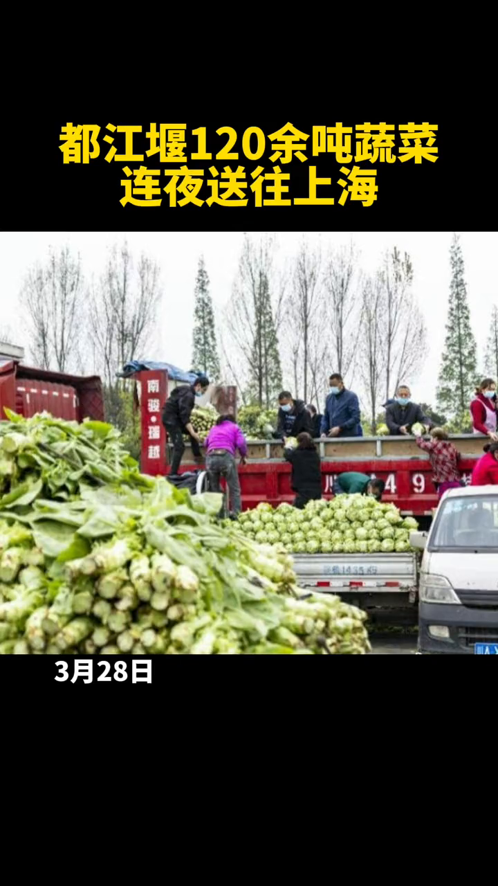 蔬菜的奇妙旅程與家的溫馨故事，最新鮮蔬運探索