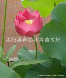 荷花價格盛夏之韻，優雅之選，綻放你的魅力風采