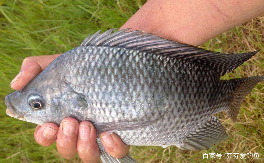 最新羅非魚釣捕教程視頻，一步步教你成為釣魚高手達人